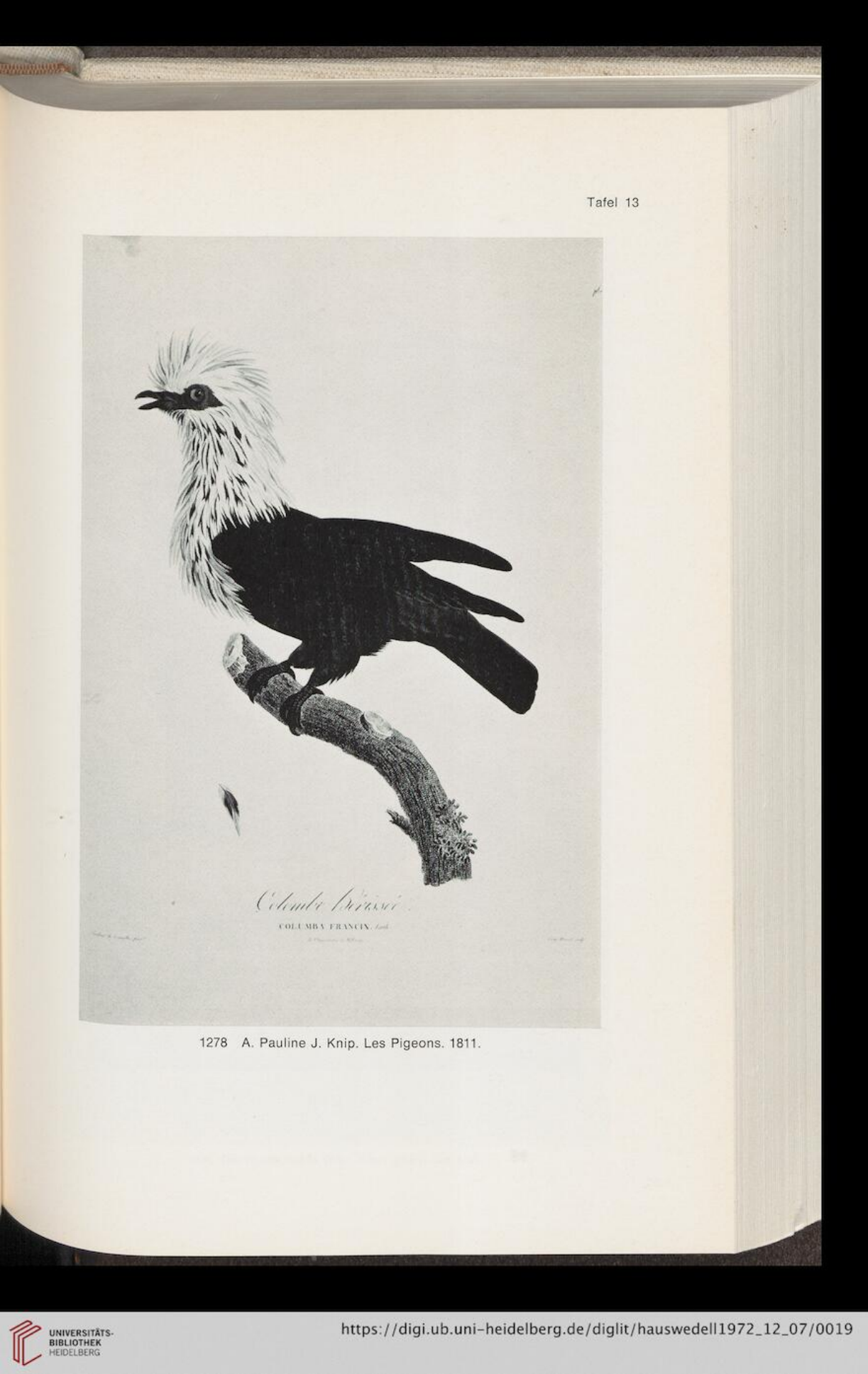 Hauswedell 1972 plate 13 Pauline Knip