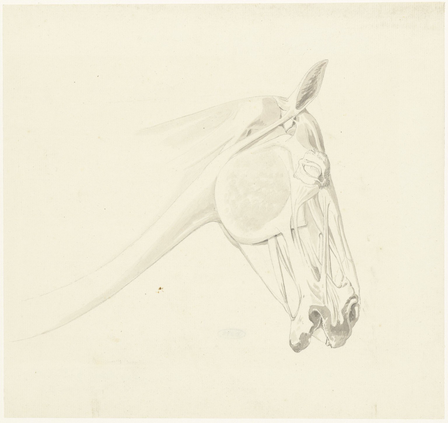 Anatomische studie van paardenhoofd
