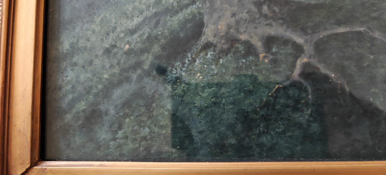 Detail donkere voorgrondvegetatie en randzone van het object.